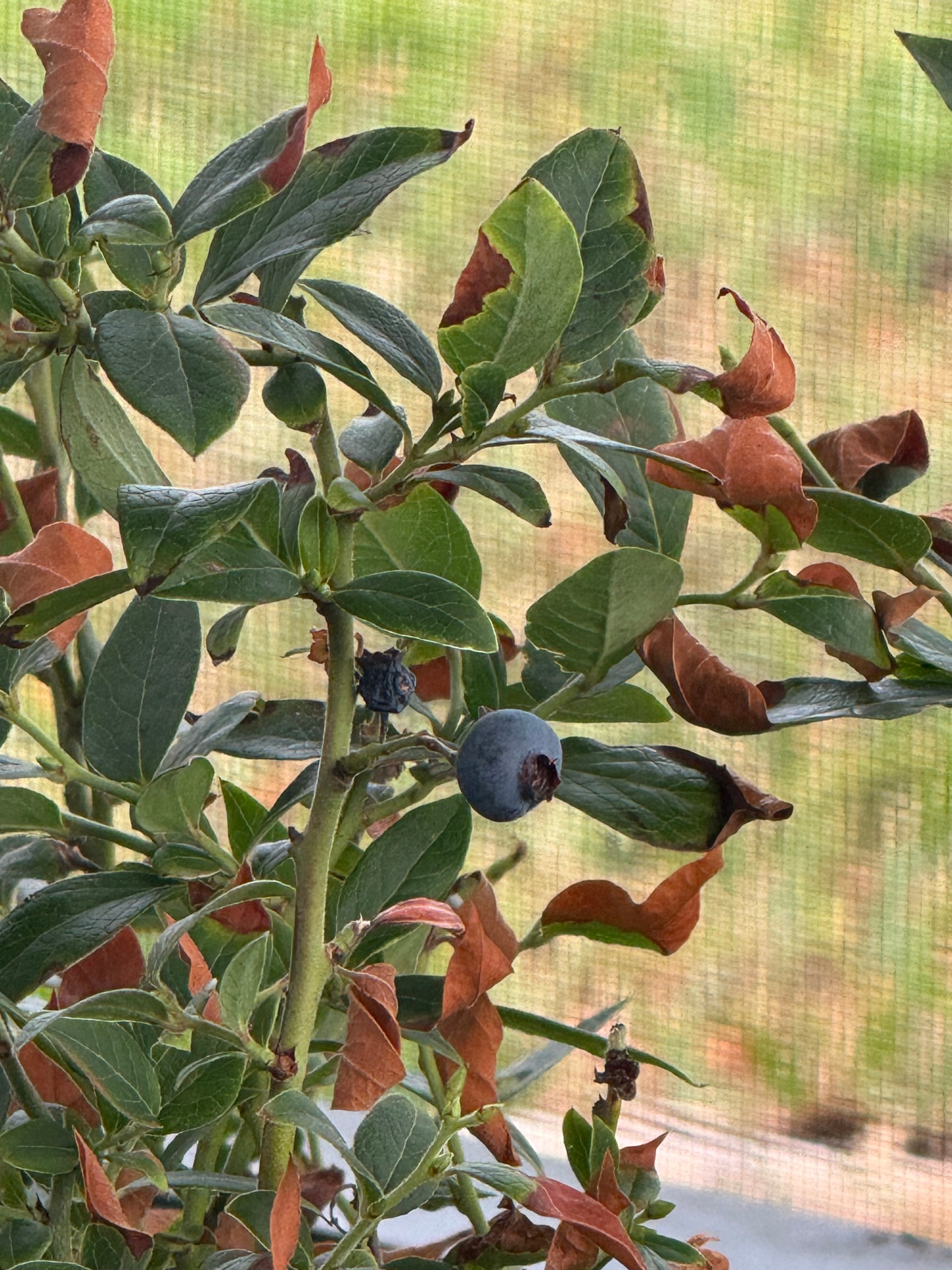 Blueberry plant growing in Nassau County Florida