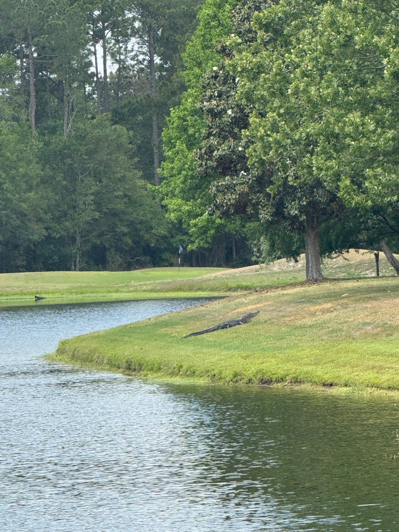 Nassau County Florida nature scene with alligator on golf course