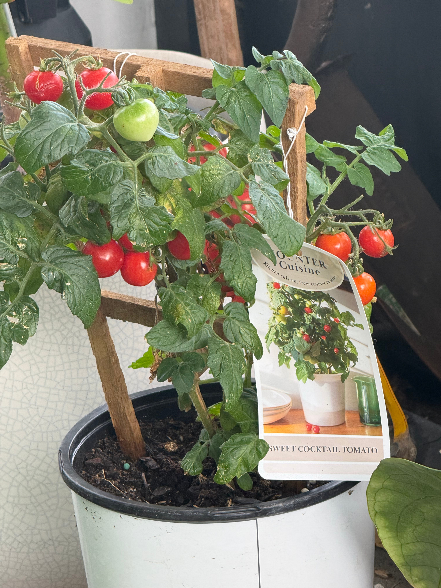 Sweet cocktail tomato plant growing in Nassau County Florida